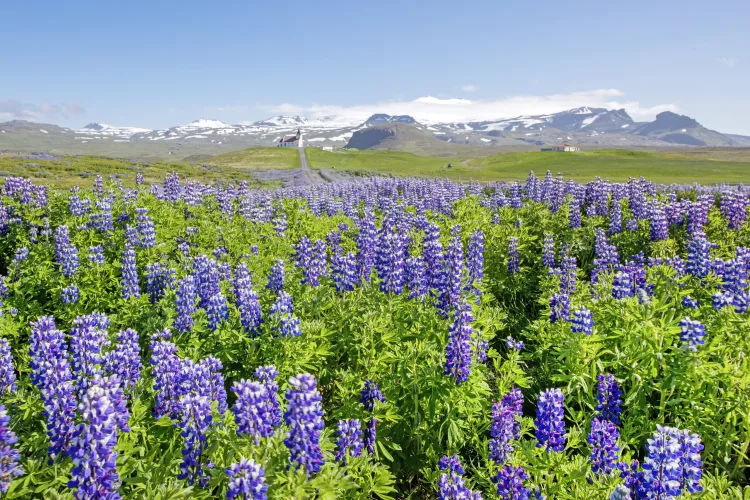 Halbinsel Snæfellsnes