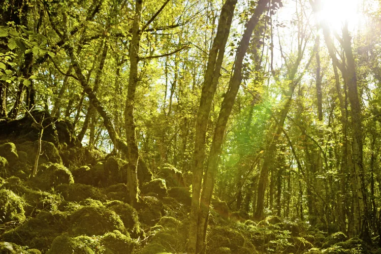 Foresta Umbra