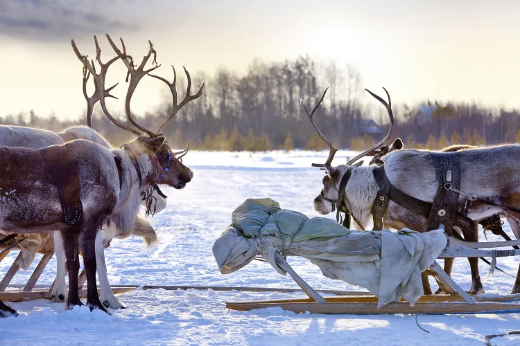 Busreise Magisches Rovaniemi