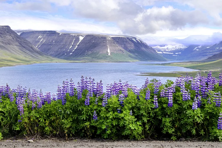 Westfjorde