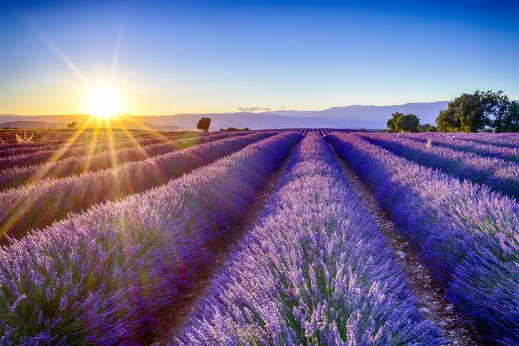 Provence Lavendelfeld