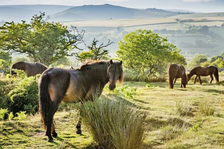 Dartmoor Nationalpark