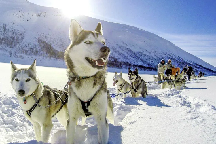 Huskysafari