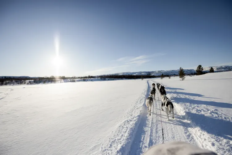 Huskysafari