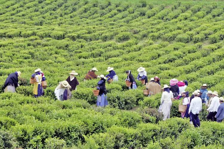 Teeernte, São Miguel