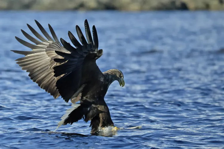 Seeadler