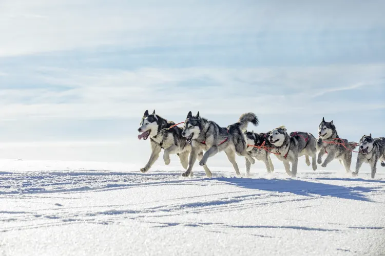 Huskysafari