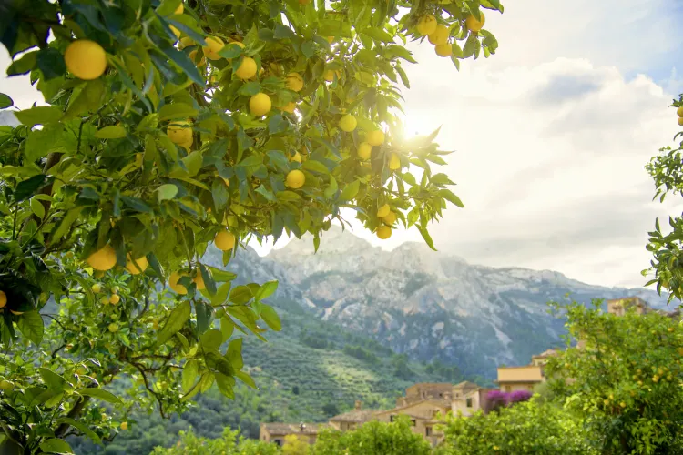 Fornalutx, Mallorca