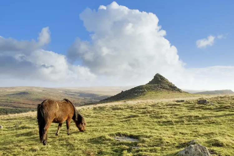 Dartmoor Nationalpark