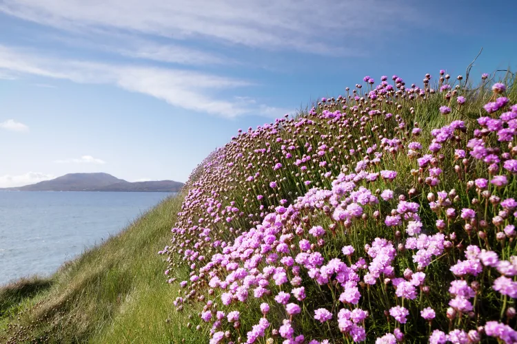 Dingle
