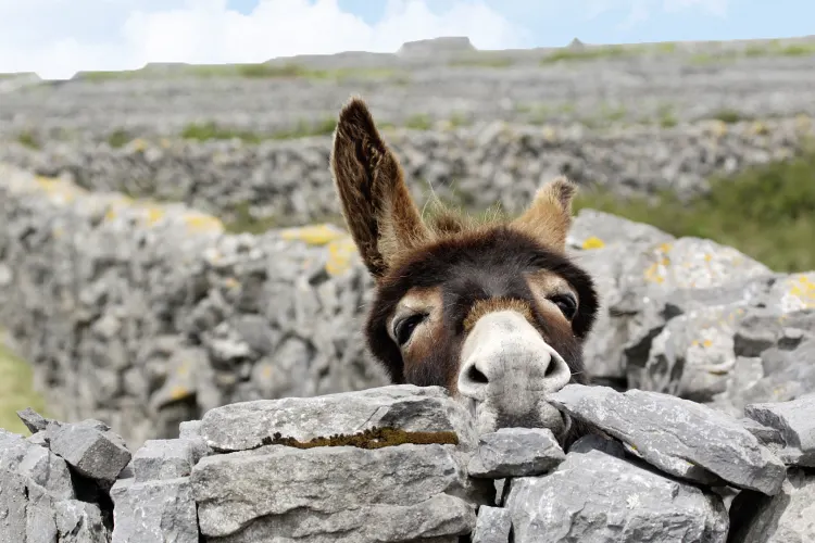 Aran Islands