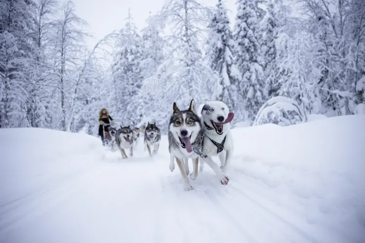 Huskysafari