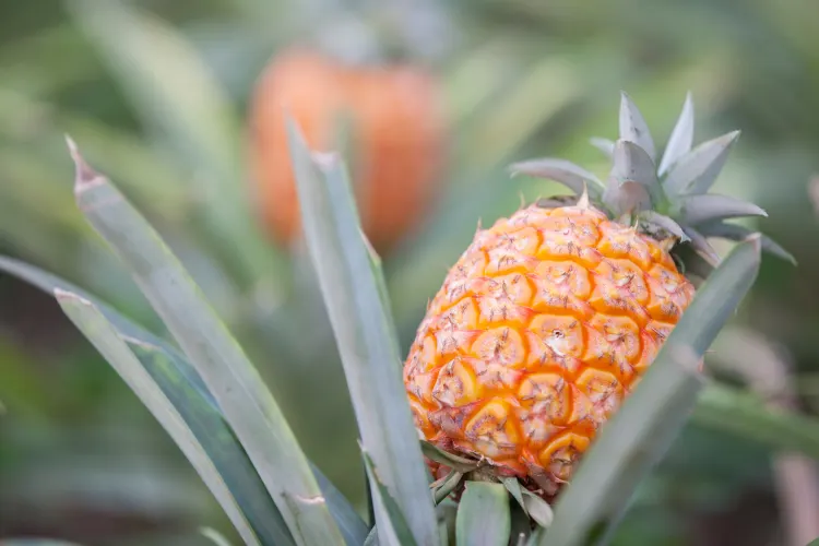 Ananas