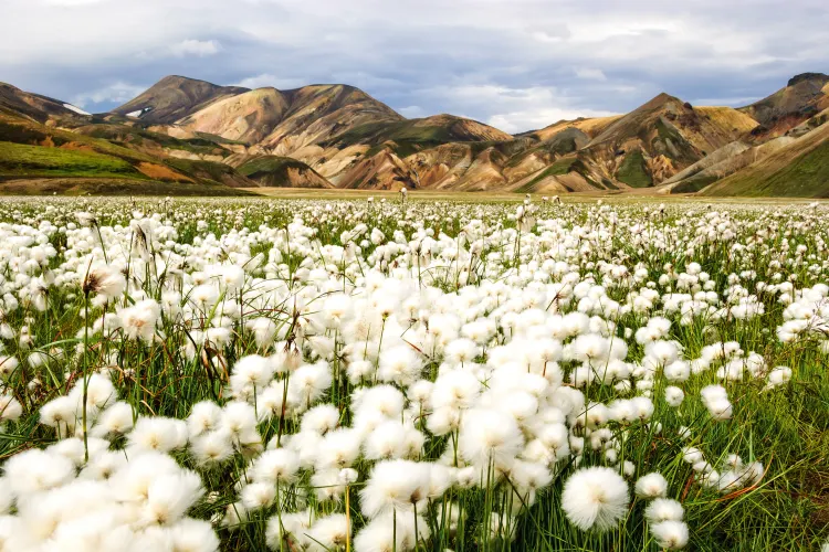 Landmannalaugar