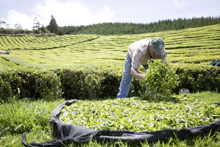 Teeplantagen, São Miguel