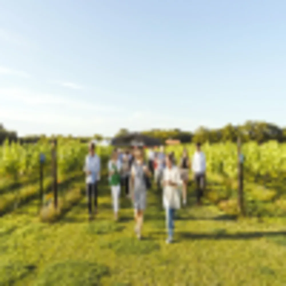 Balfour Weingut