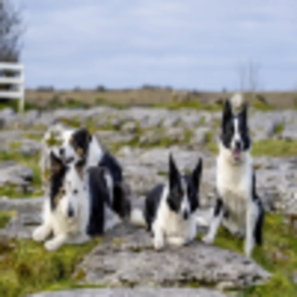 Caherconnell