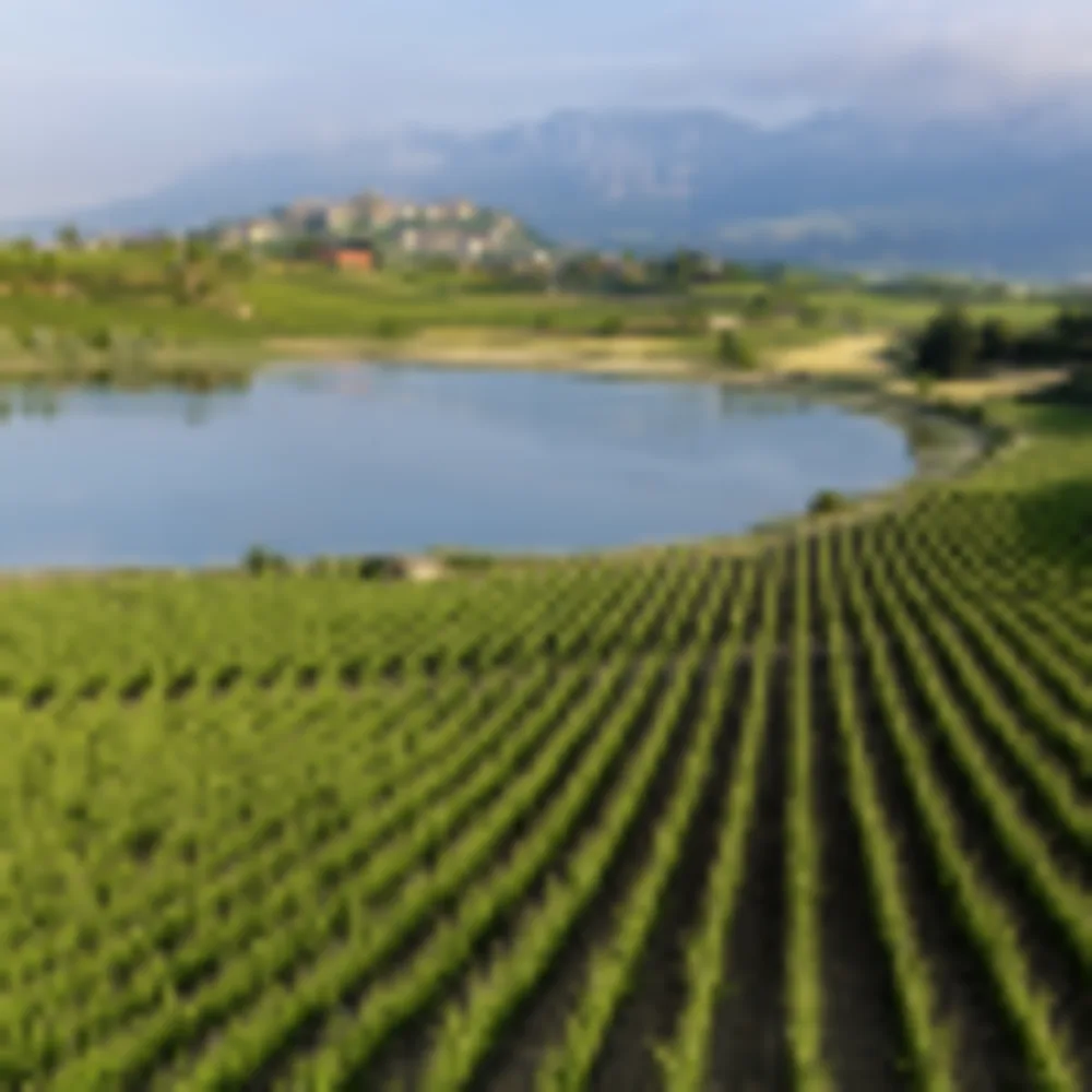 Weinberge, Laguardia