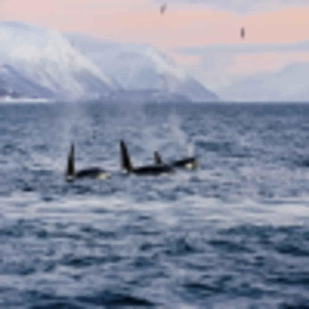 Orcas