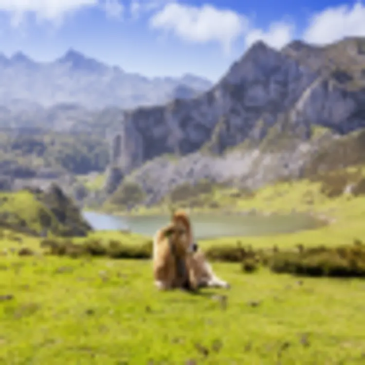 Picos de Europa