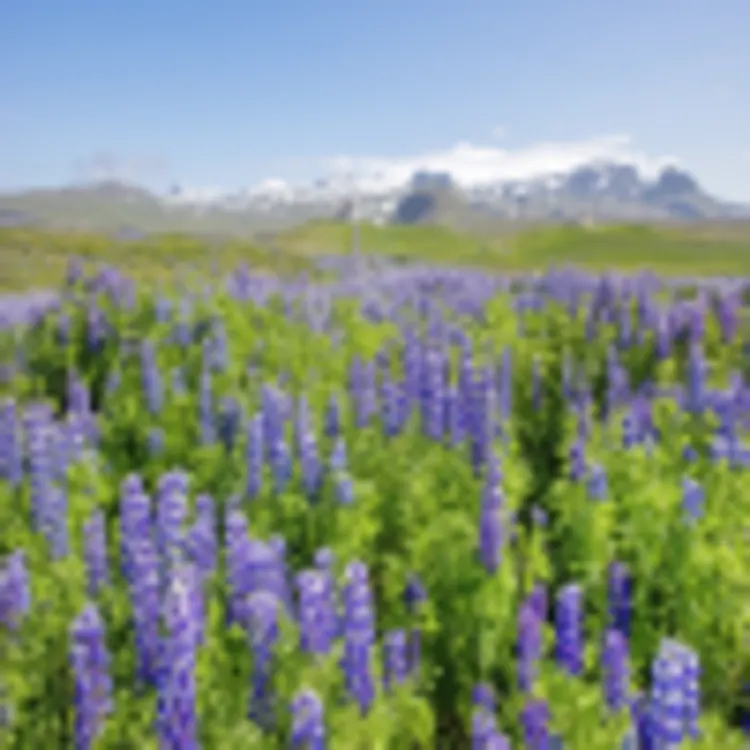 Halbinsel Snæfellsnes
