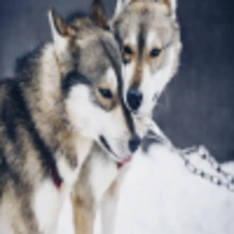 Huskysafari