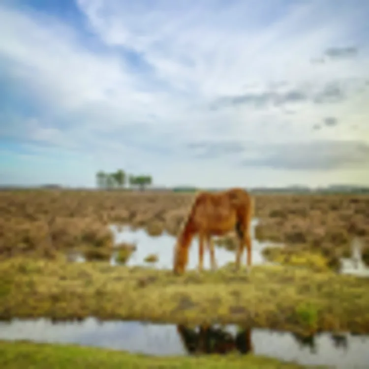 New Forest Nationalpark