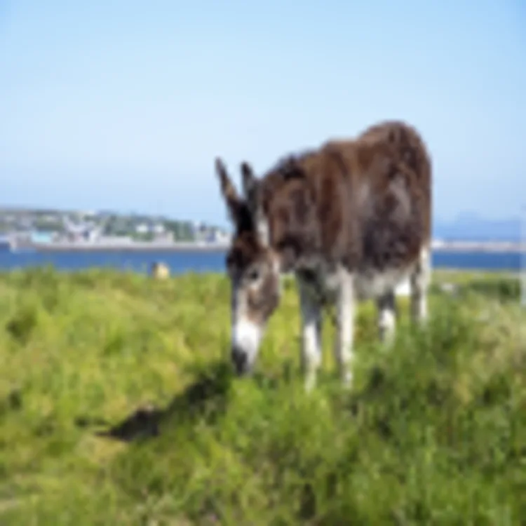 Aran Islands