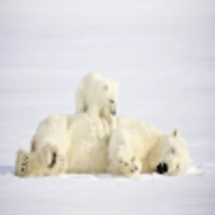 Spitzbergen