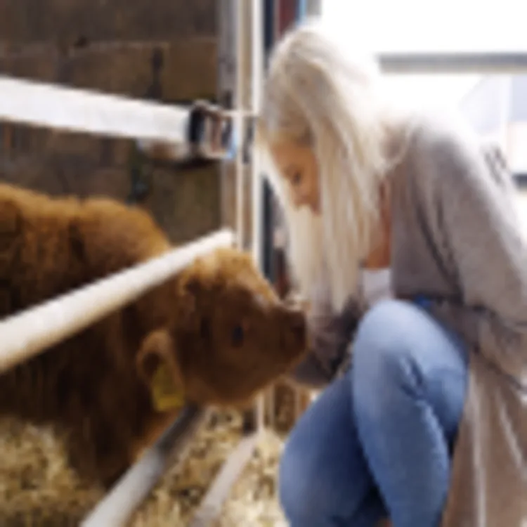 Highlandrind