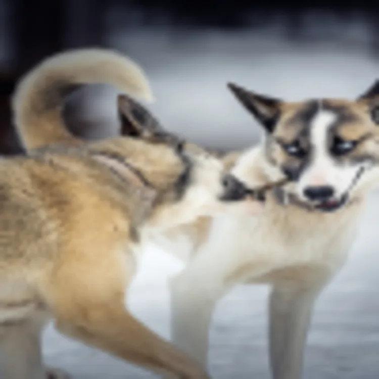 Holmen Husky