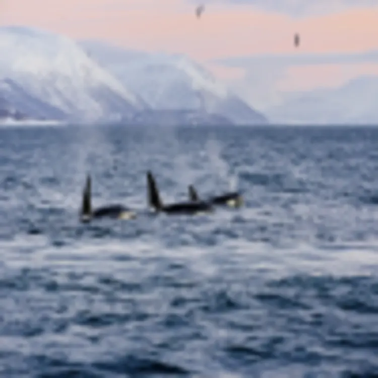 Orcas