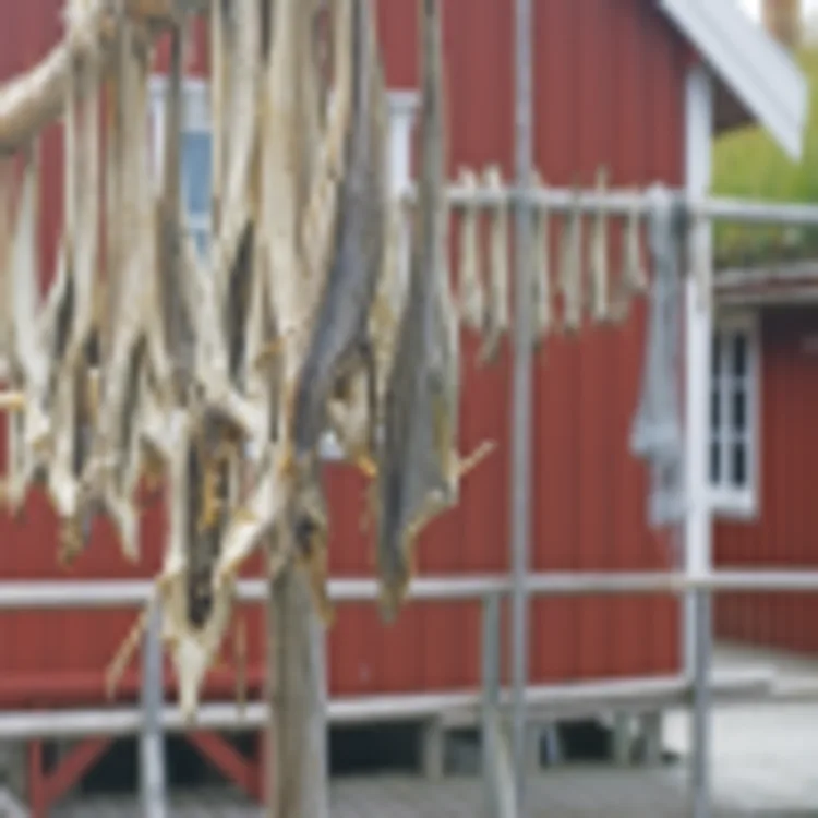 Stockfisch in Reine