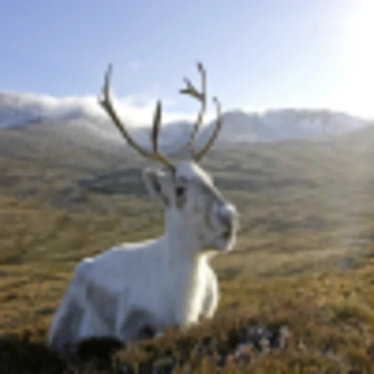 Rentier im Cairngorms Nationalpark
