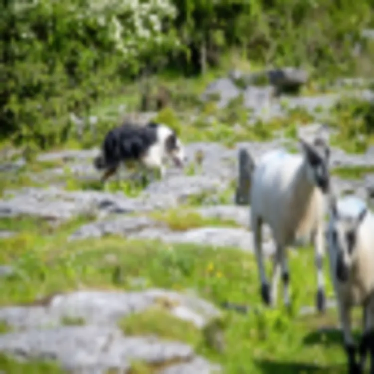 Caherconnell