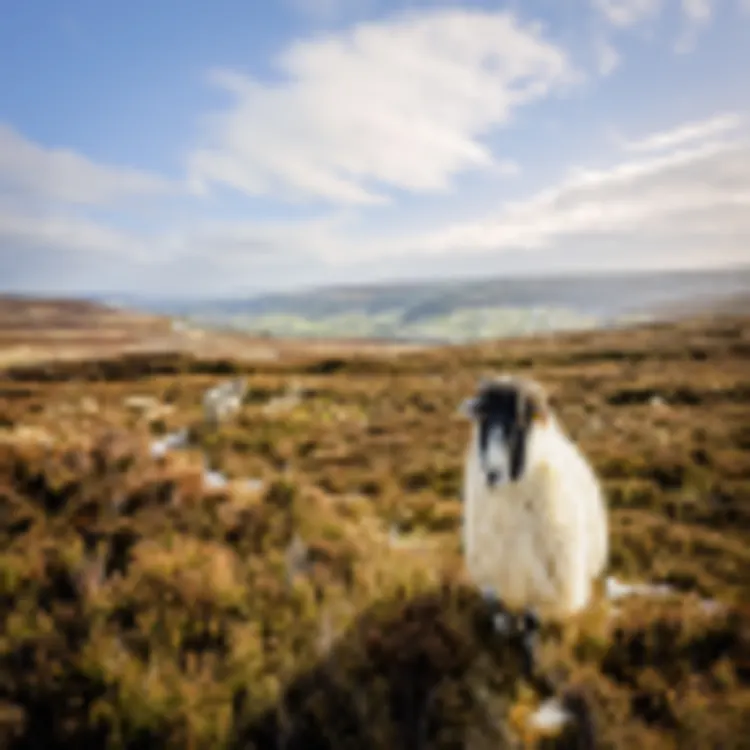 North York Moors Nationalpark