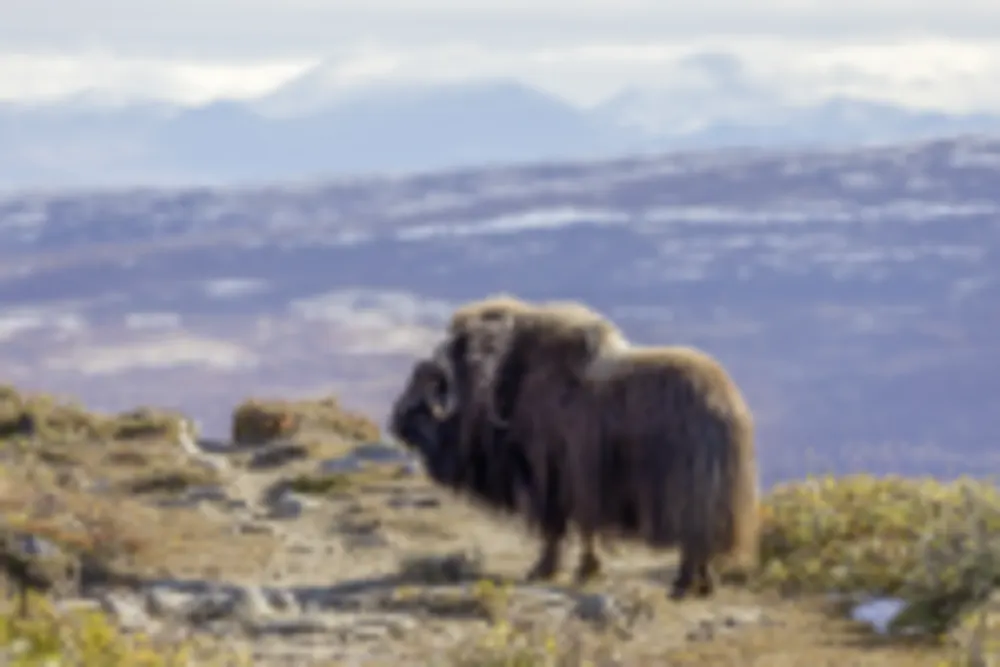 Dovrefjell Nationalpark