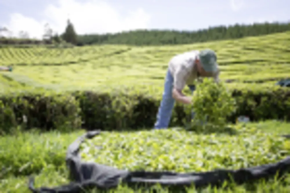 Teeplantagen, São Miguel