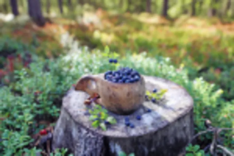 Blaubeeren Wald