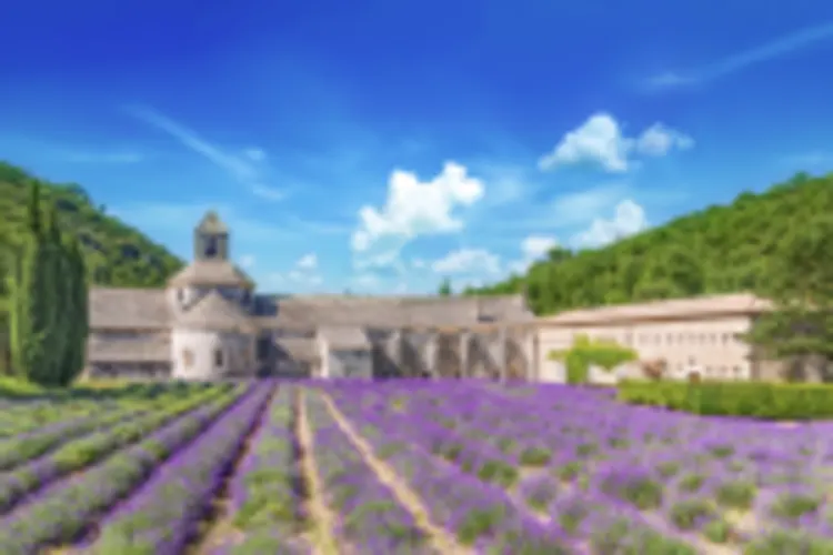 Provence Lavendelfeld