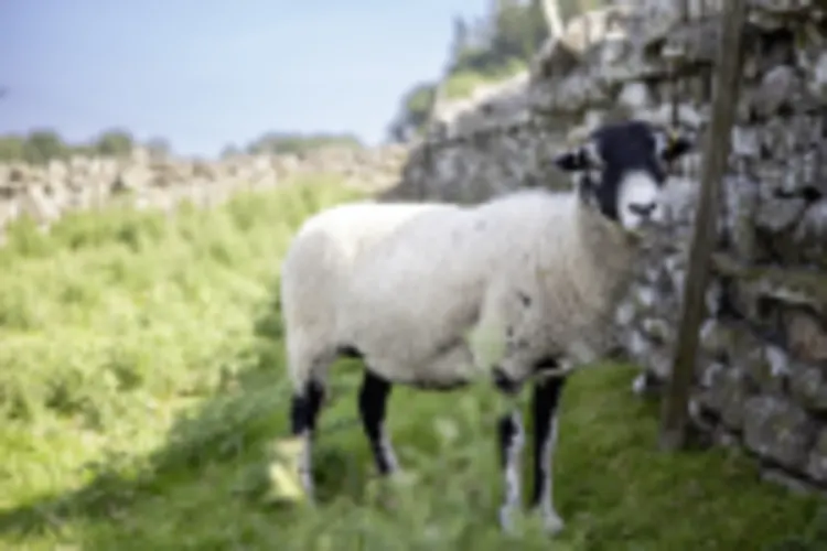 Schaf, Yorkshire