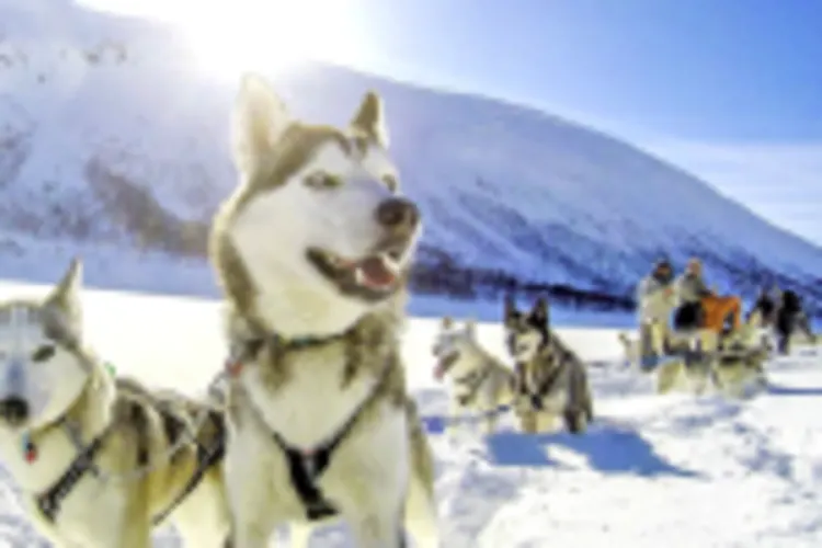 Huskysafari Senja