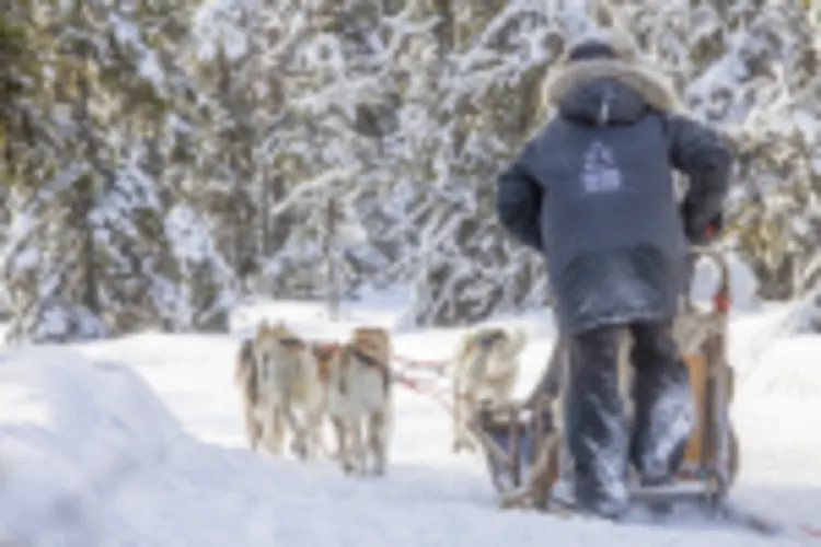 Huskysafari