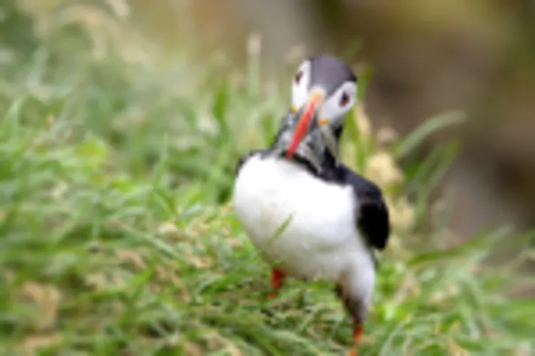 Papageientaucher
