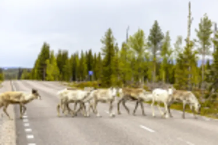 Rentiere bei Arjeplog