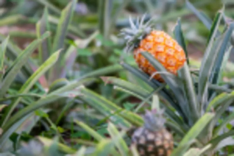 Ananas