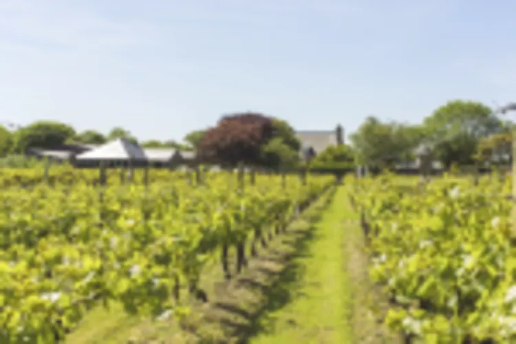La Mare Wine Estate, Jersey