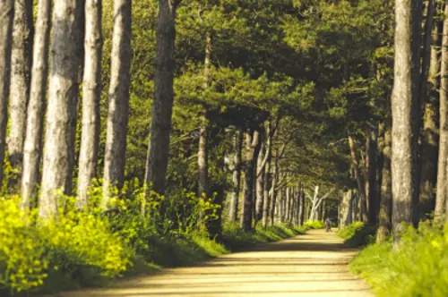 Corbiere Railway Walk