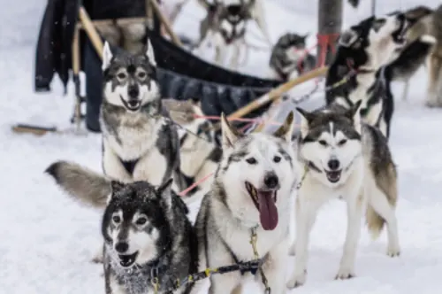 Huskysafari