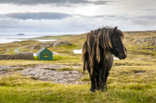 Shetland Pony